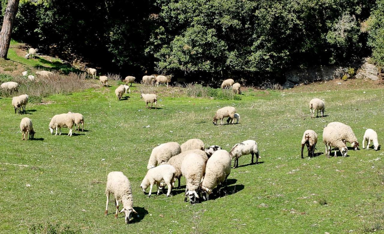 Cova Safaja Διαμέρισμα San Quírico Safaja Εξωτερικό φωτογραφία